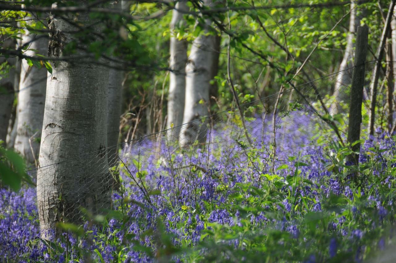 Mallow Glamping Pod Cheltenham Buitenkant foto